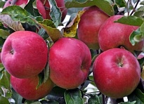 Яблоня Звездочка/подвой 54-118 полукарл/С 1шт