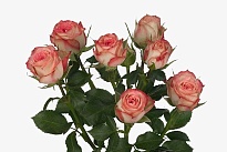 Роза кустовая Leila дл.70 10шт