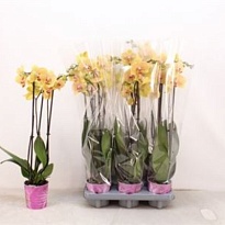 Орхидея Фален. Желтый 3 ст d12 h65 6шт