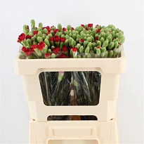 Гвоздика кустовая Cayenne 10шт