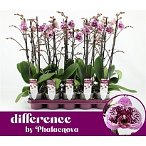 Орхидея Фален. Хэппи Гир 2 ст d12 h60 10шт