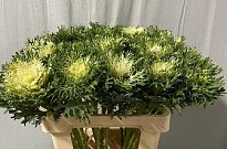 Брасика Feather Pure 5шт