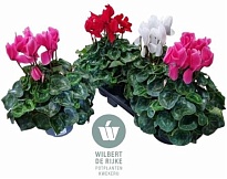 Цикламен Супер Маммот микс d17 h35 3шт