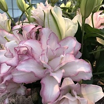 Лилия Roselily Dbl Anouska Moerman 10шт