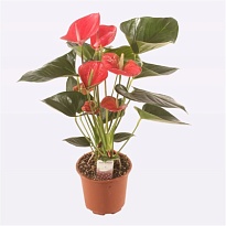 Антуриум Гуcто d17 h55 8шт