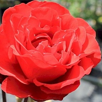 Роза Shalom Explorer дл.50 25шт