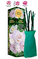 Роза Имка Марина флорибунда (ОКС) 1шт