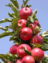 Яблоня колон. Стрела/Цв.Кор 1шт