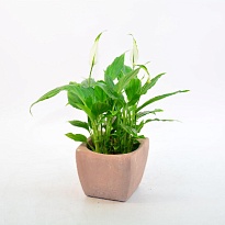 Спатифиллум Шопен (цинк.горшок) d11 h40 6шт