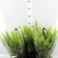 Нефролепис Грин Момент ханг d19 h50 6шт
