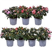 Азалия микс Промо d12 h25 8шт