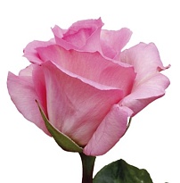 Роза E.q.r. Ecuatoroses Priceless дл.60 25шт