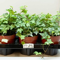 Хедера микс d13 h25 8шт