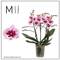 Орхидея Фален. Хот Лип 3 ст d12 h50 10шт