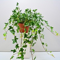 Хедера Хеликс Ивалейс d13 h30 6шт