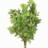 Фитоспорум дл.55 20шт/уп