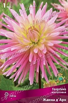 Георгина кактусовая Жанна д'Арк 1шт