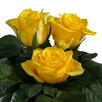 Роза Moonwalk дл.40 10шт