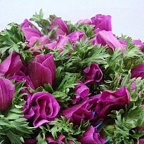 Анемона Mistral Plus Lilac 10шт