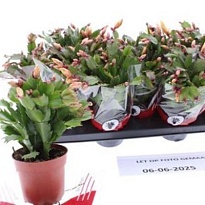 Шлюмбергера Пинк d9 h20 18шт