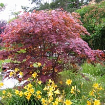 Клен (Acer) дланевидный d9 h25-35 18шт