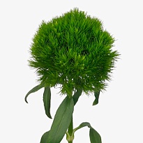 Гвоздика Br. Green Wicky 10шт