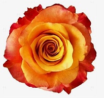 Роза Bella Роза S.a. Lumia дл.60 25шт