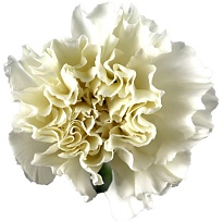 Гвоздика Одноголовая White (К) дл.65 20шт