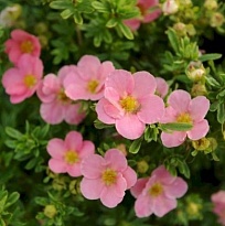 Лапчатка (Potentilla) кустарниковая Лавли Пинк d9 h25 18шт