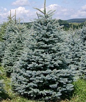 Ель (Picea) колючая Глаука 2л h10-15 (П) 1шт