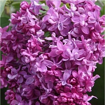 Сирень (Syringa) обыкновенная Миссис Эдвард Хардинг d9 h25-35 18шт
