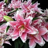 Лилия dbl Dreamline 4+ 10шт