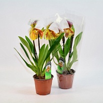 Орхидея Пафиопедилум Америка микс d12 h45 8шт