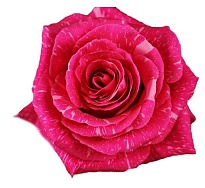 Роза Rose Bloom Sr. Pandora дл.60 25шт