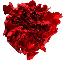 Гвоздика Одноголовая Red (К) дл.65 20шт