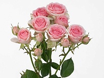 Роза кустовая Dinara дл.80 10шт