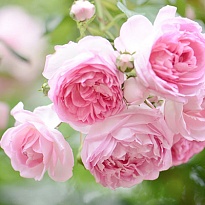 Роза Жасмина плетистая (ОКС) 1шт