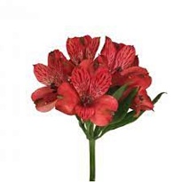 Альстромерия Feel Red дл.80 10шт