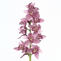 Орхидея Cymbidium Elliot Rogers дл.80 *6 1шт