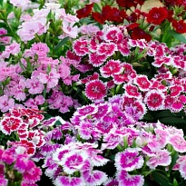 Диантус (Гвоздика) микс d9 1шт
