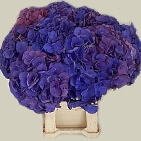 Гортензия Palermo Blue d22-24 дл.90 1шт