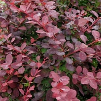 Барбарис (Berberis) отт. Суперба d9 h20-30 18шт
