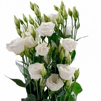 Эустома Piccolo White 10шт