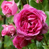 Роза Клайминг Парад плетистая/Цв.Кор