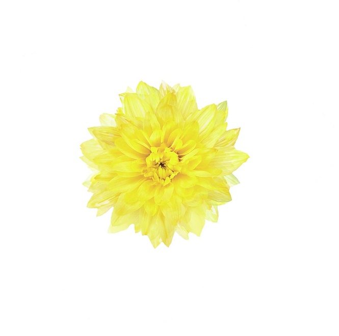 Краска для срезанных цветов 0,3л желтый