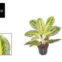 Аглаонема Беттер Лимон d12 h30 6шт