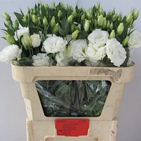 Эустома Arena White 10шт