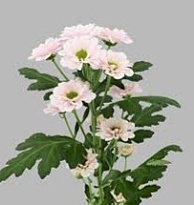 Хризантема сантини Fabiani Pearl 25шт