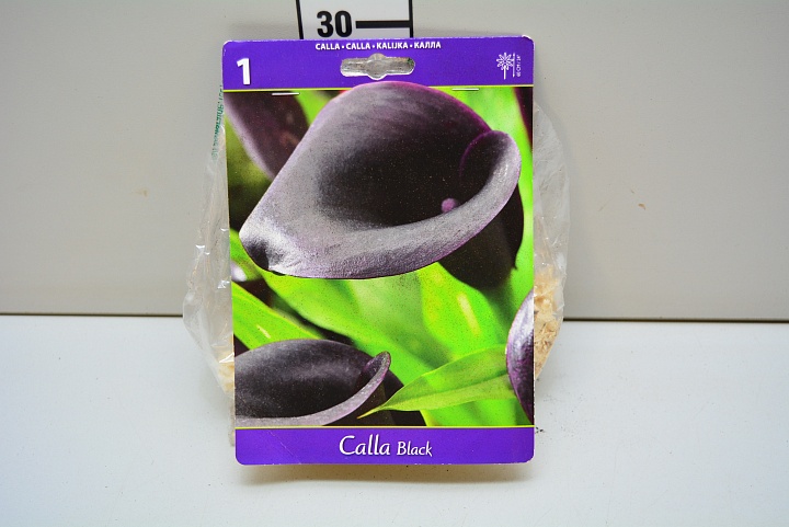 Калла Черная 12/14 1шт*