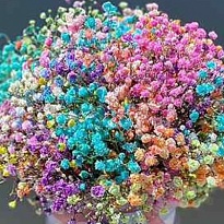 Гипсофила Rainbow Микс 5шт